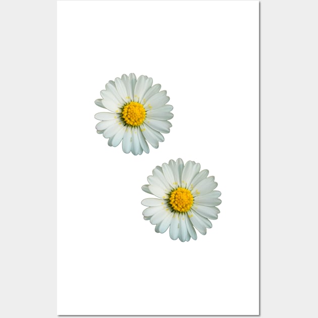 Two white daisies Wall Art by ghjura